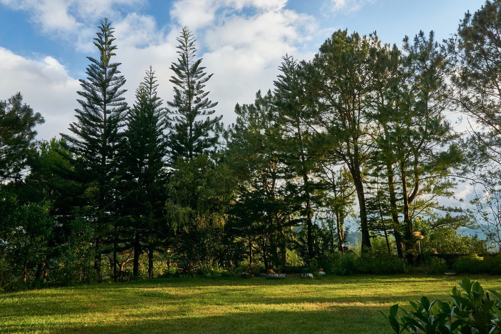 Baguio City of Pines